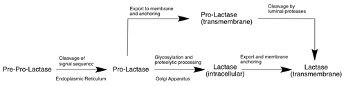 Lactase - Wikipedia