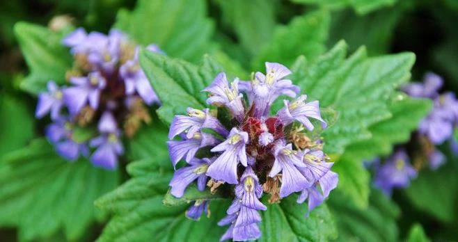 source of Ajuga Turkestanica Extract Powder