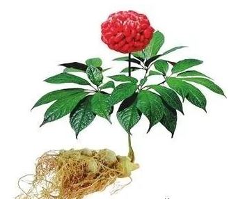 Panax Notoginseng Powder Panax Notoginseng Powder