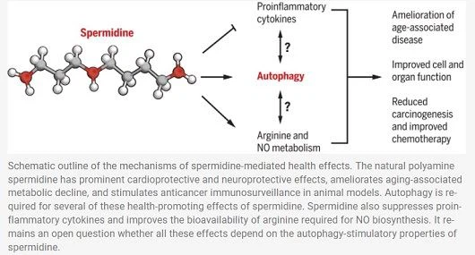 Function of Spermidine